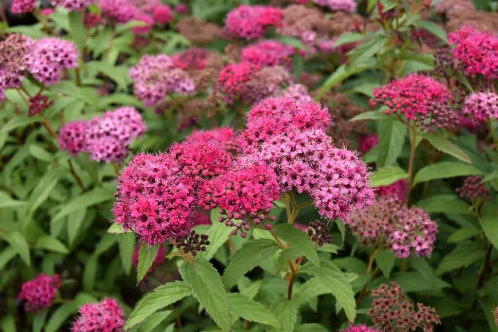Spiraea japonica 'Anthony Waterer' 30-40 cm
